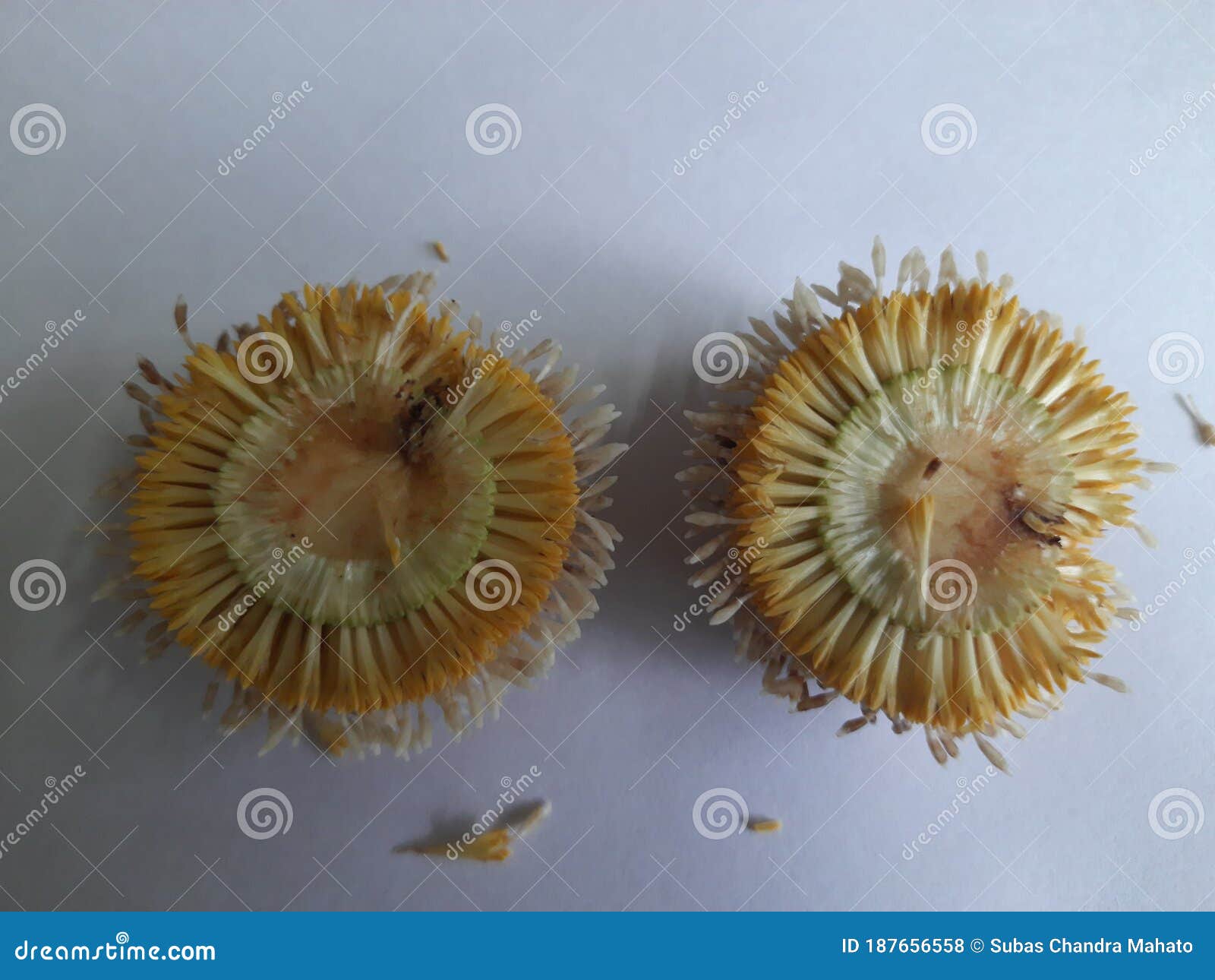 sliced of neolamarckia cadamba in white background .